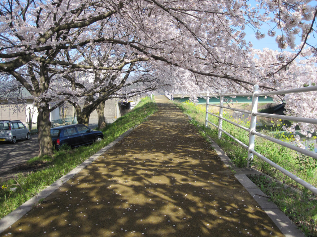 足利市斎場横の桜トンネル